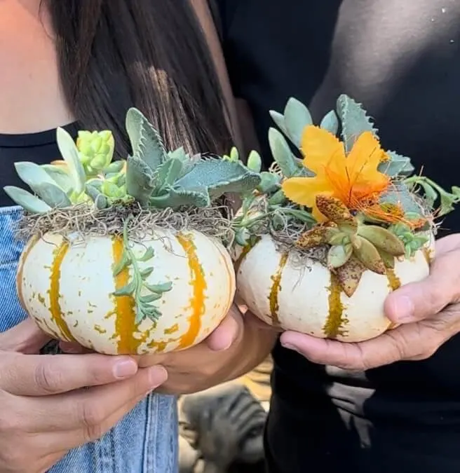 Succulent Pumpkins Workshop