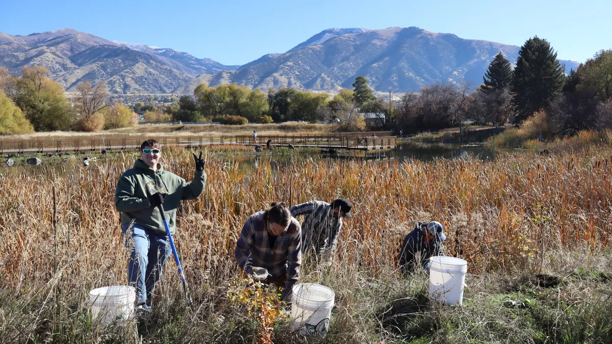 Tree Planting