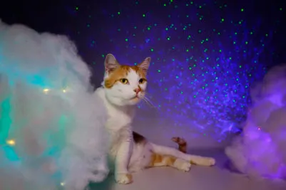 SOS from Outer Space – Cat Adoption Special