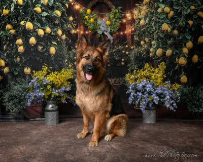 Summer Pet Portraits