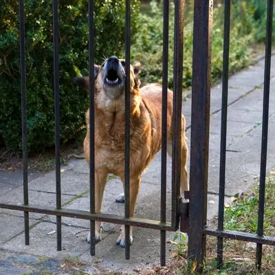 “Help! I have a Reactive Dog” Class