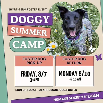 Doggy Summer Camp – Short-term Foster