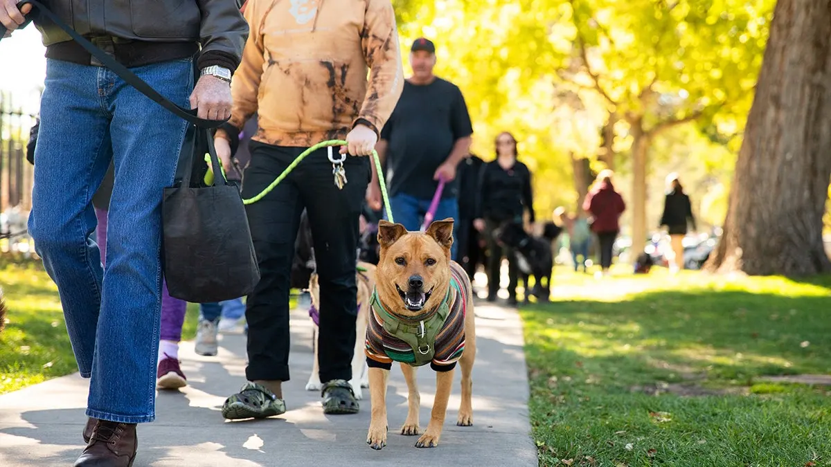 Strut Your Mutt
