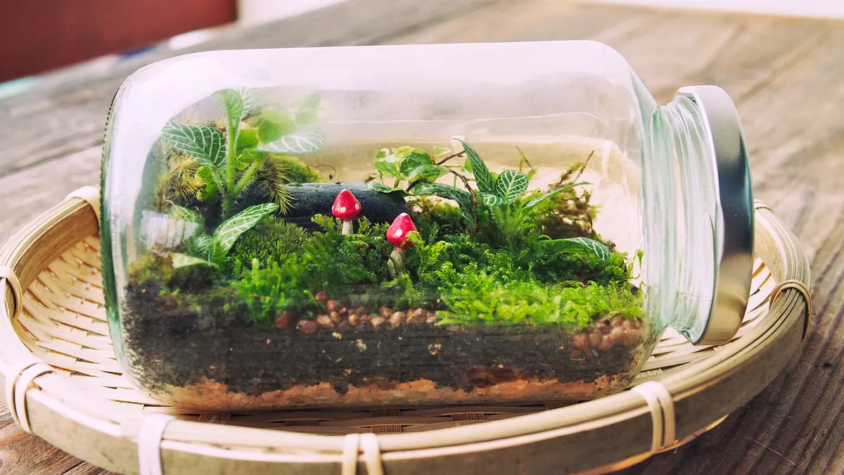 Build Your Own Terrarium