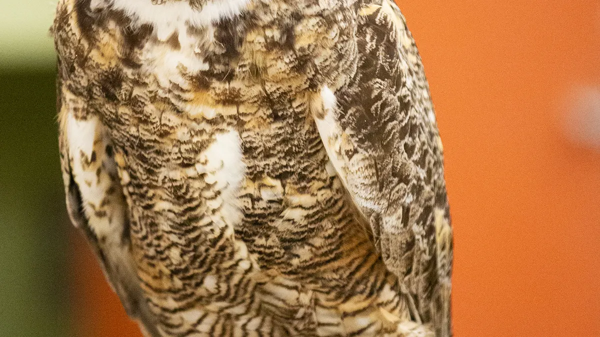 HawkWatch: Birds in the Lab!