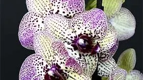 Fall Orchid Show