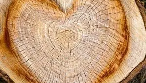 Tree Tales