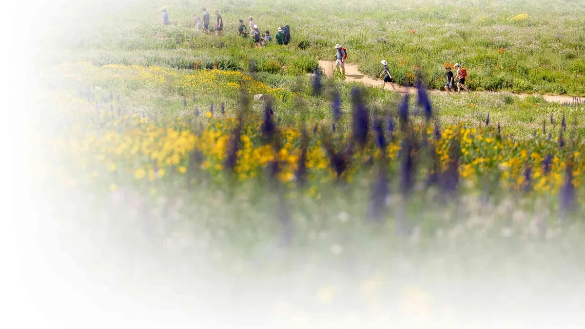 Wasatch Wildflower Festival