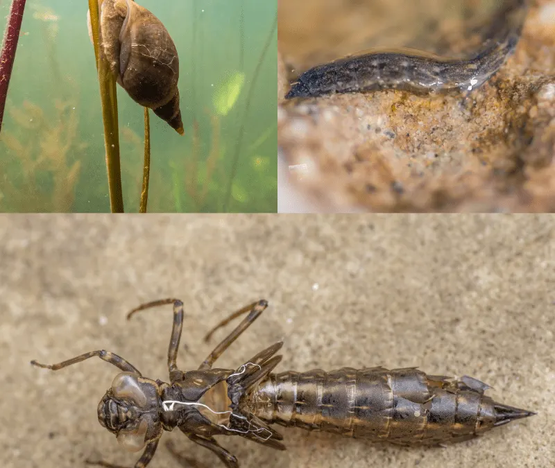 Creek Critters Stream Exploration