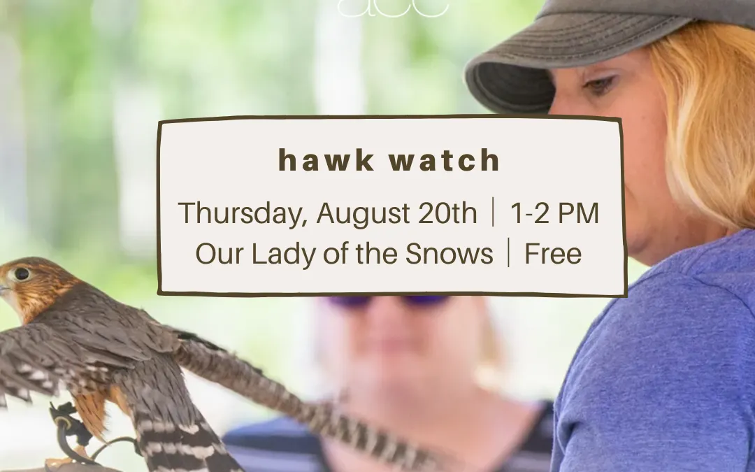 hawkwatch bird of prey show — ACE