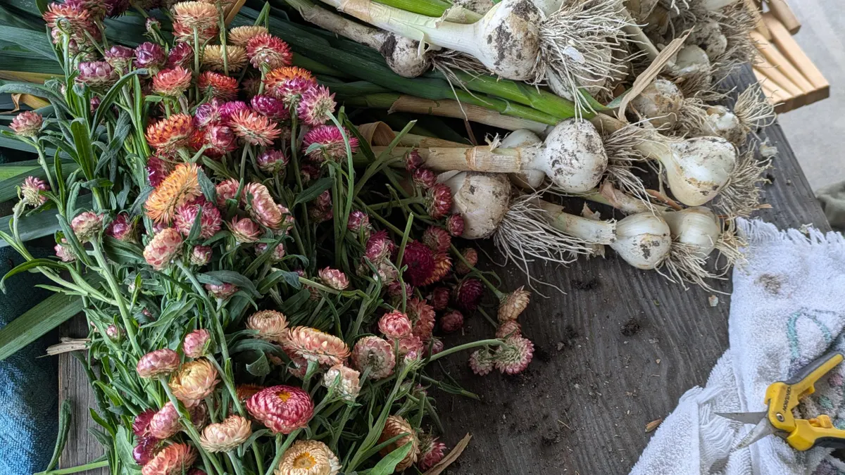 Garlic Braiding Workshop