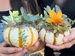 Succulent Pumpkins Workshop