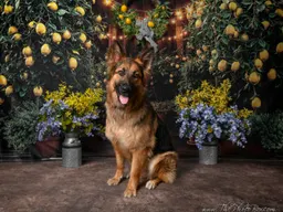 Summer Pet Portraits
