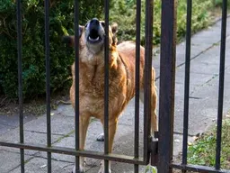 “Help! I have a Reactive Dog” Class
