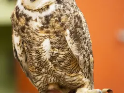 HawkWatch: Birds in the Lab!