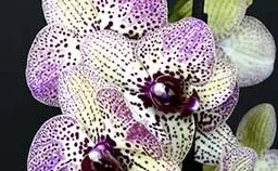 Fall Orchid Show