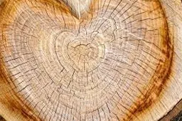 Tree Tales