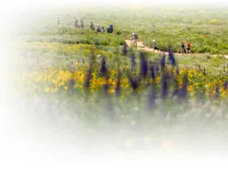 Wasatch Wildflower Festival