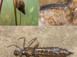Creek Critters Stream Exploration