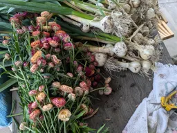 Garlic Braiding Workshop