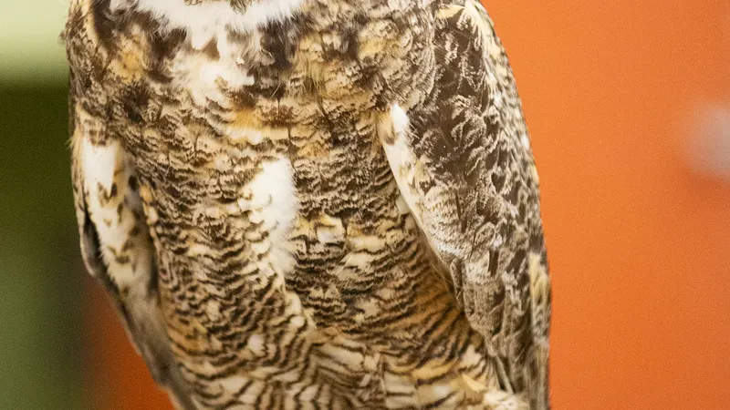 HawkWatch: Birds in the Lab!