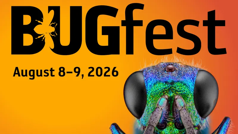 BugFest (2 Days)