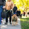 Strut Your Mutt